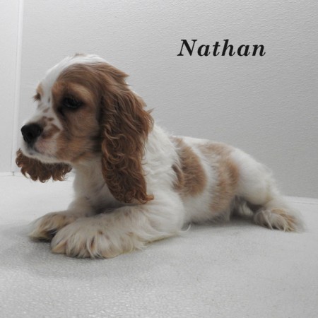 puppy, for, sale, Cocker Spaniel, Joe & Cherri  Overlease, dog, breeder, Miller, MO, dog-breeder, puppy-for-sale, forsale, nearby, find, puppyfind, locator, puppylocator, aca